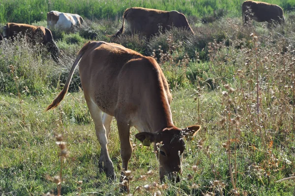 Doğal ortamda güzel Hayvan İnek