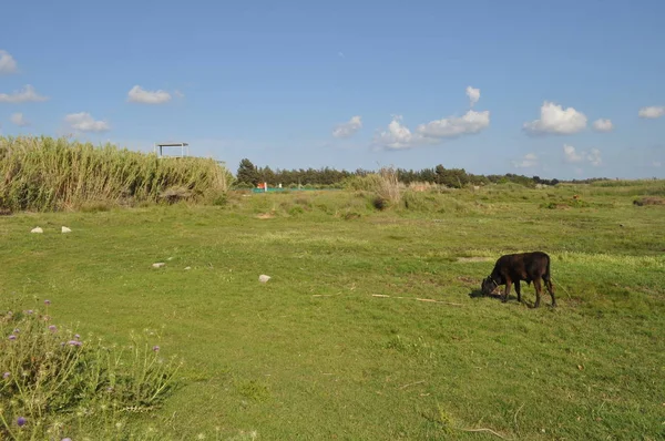 Doğal ortamda güzel Hayvan İnek