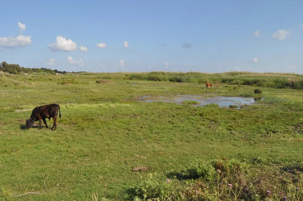 Doğal ortamda güzel Hayvan İnek