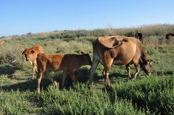 Doğal ortamda güzel Hayvan İnek