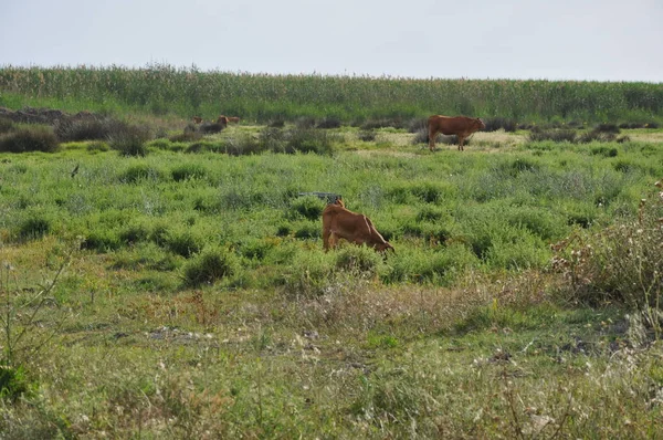 Bela Vaca Animal Ambiente Natural — Fotografia de Stock