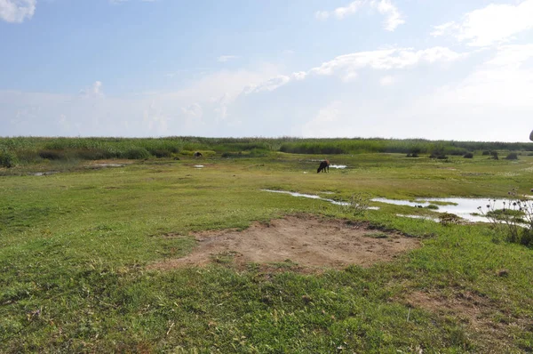 Doğal ortamda güzel Hayvan İnek