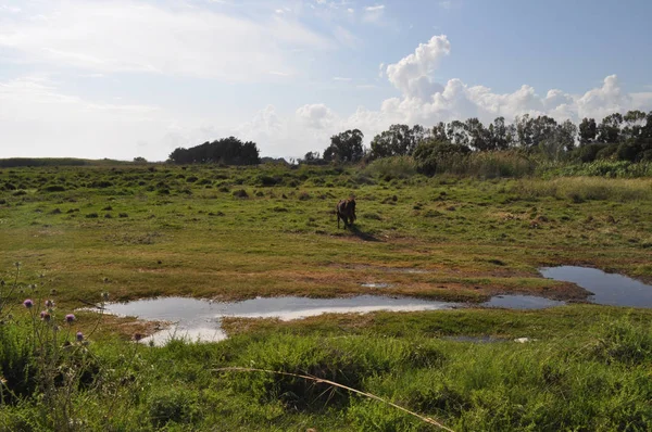 Doğal ortamda güzel Hayvan İnek