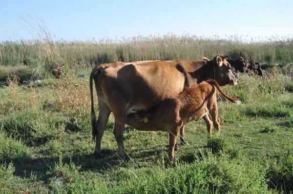 Doğal ortamda güzel Hayvan İnek