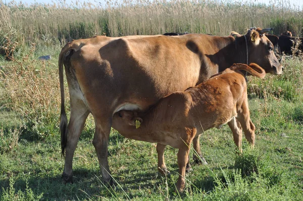 Doğal ortamda güzel Hayvan İnek
