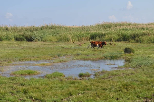 Doğal ortamda güzel Hayvan İnek