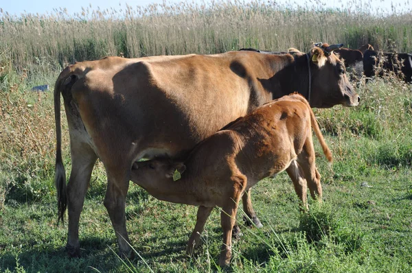 Doğal ortamda güzel Hayvan İnek