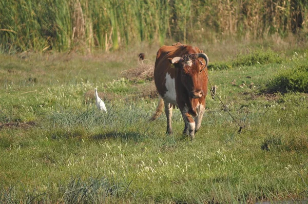 Bela Vaca Animal Ambiente Natural — Fotografia de Stock