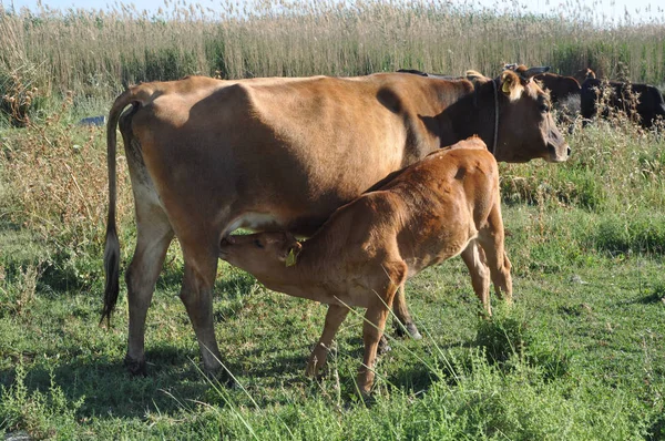 Doğal ortamda güzel Hayvan İnek