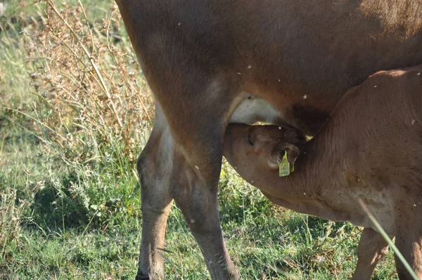 Belle Vache Animale Dans Environnement Naturel — Photo