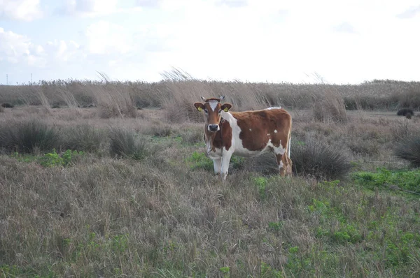 Doğal ortamda güzel Hayvan İnek