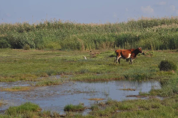 Doğal ortamda güzel Hayvan İnek