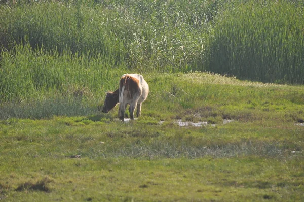 Prachtige Dieren Koe Natuurlijke Omgeving — Stockfoto