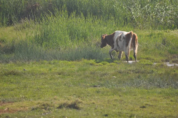 Hermosa Vaca Animal Entorno Natural — Foto de Stock