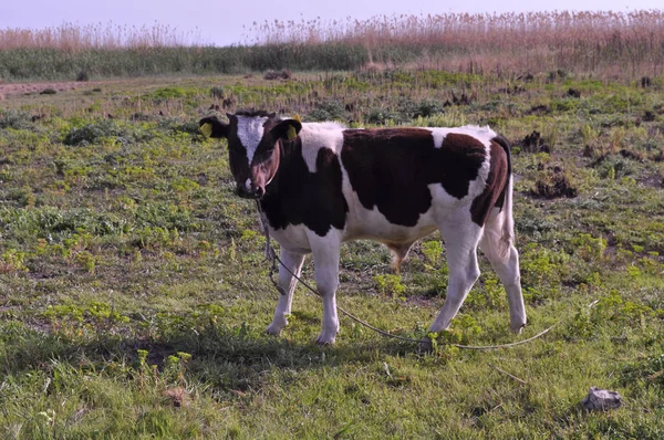自然環境の中で美しい動物の牛 ストック画像