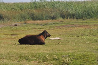 Doğal ortamda güzel Hayvan İnek