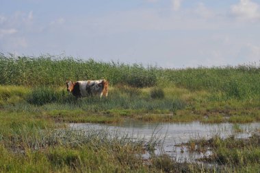 Doğal ortamda güzel Hayvan İnek
