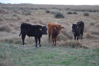 Doğal ortamda güzel Hayvan İnek