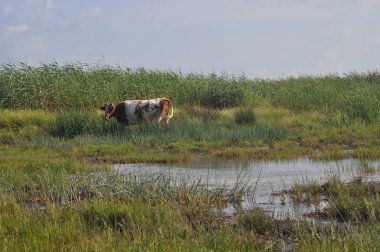 Doğal ortamda güzel Hayvan İnek