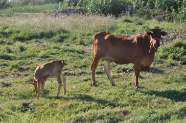 Doğal ortamda güzel Hayvan İnek