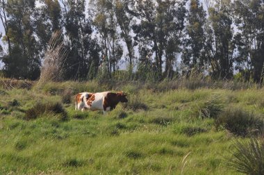 Doğal ortamda güzel Hayvan İnek