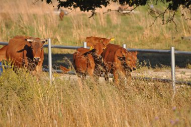 Doğal ortamda güzel Hayvan İnek