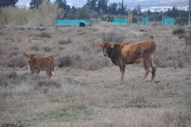 Doğal ortamda güzel Hayvan İnek