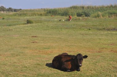 Doğal ortamda güzel Hayvan İnek