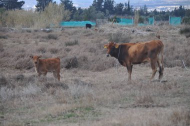 Doğal ortamda güzel Hayvan İnek