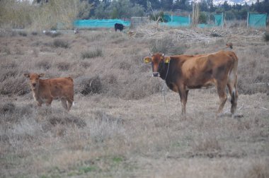 Doğal ortamda güzel Hayvan İnek