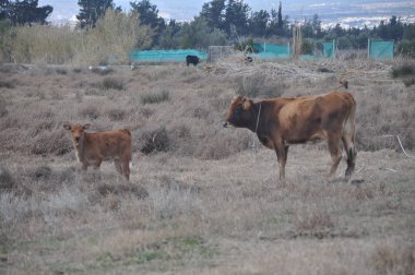 Doğal ortamda güzel Hayvan İnek
