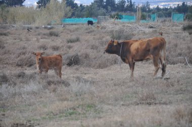 Doğal ortamda güzel Hayvan İnek