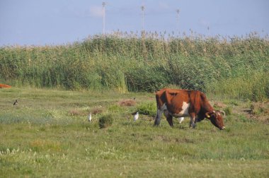 Doğal ortamda güzel Hayvan İnek