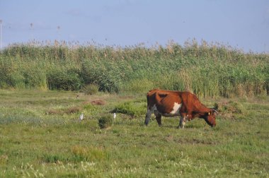 Doğal ortamda güzel Hayvan İnek