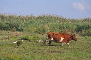 Doğal ortamda güzel Hayvan İnek