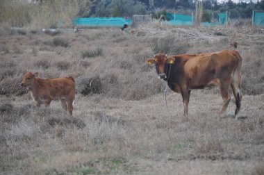 Doğal ortamda güzel Hayvan İnek