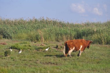 Doğal ortamda güzel Hayvan İnek