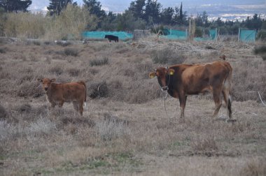Doğal ortamda güzel Hayvan İnek