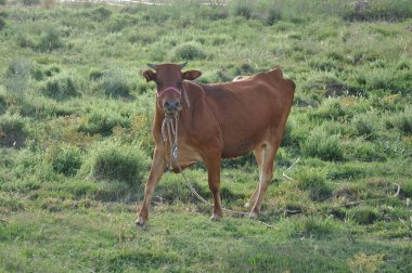 Doğal ortamda güzel Hayvan İnek