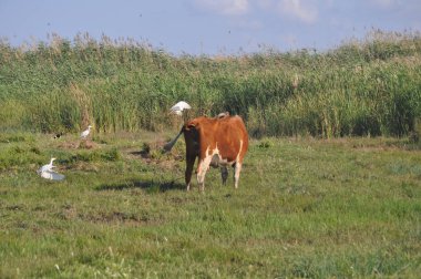 Doğal ortamda güzel Hayvan İnek