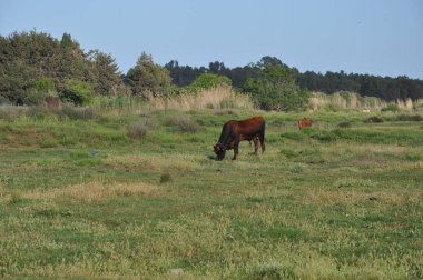 Doğal ortamda güzel Hayvan İnek