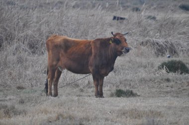 Doğal ortamda güzel Hayvan İnek