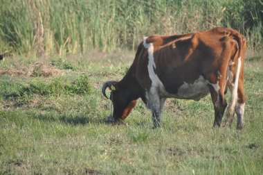 Doğal ortamda güzel Hayvan İnek