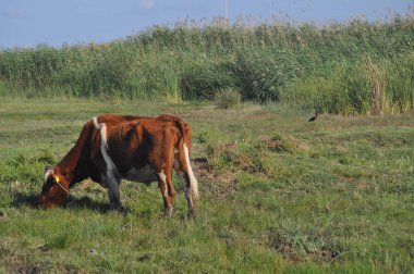 Doğal ortamda güzel Hayvan İnek