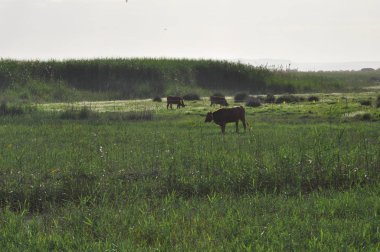 Doğal ortamda güzel Hayvan İnek