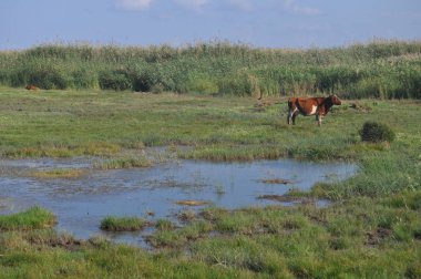 Doğal ortamda güzel Hayvan İnek