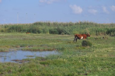 Doğal ortamda güzel Hayvan İnek
