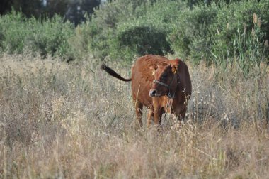 Doğal ortamda güzel Hayvan İnek