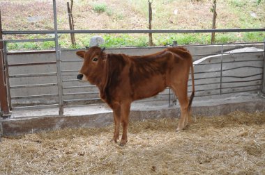 Doğal ortamda güzel Hayvan İnek