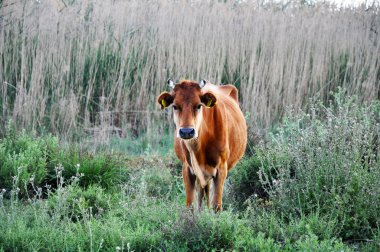 Doğal ortamda güzel Hayvan İnek